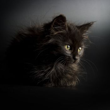 Cute black kitten on black background