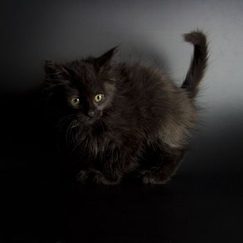 Cute black kitten on black background