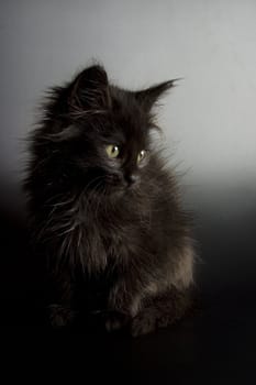 Cute black kitten on black background