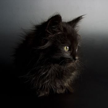 Cute black kitten on black background