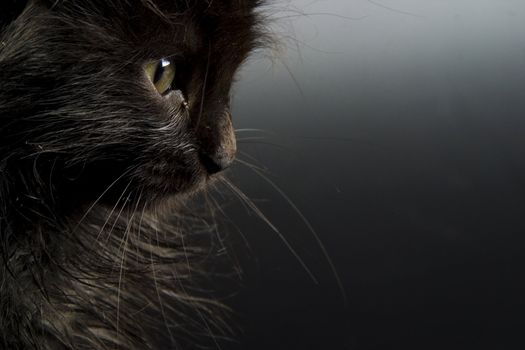 Cute black kitten on black background