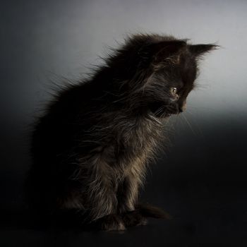 Cute black kitten on black background