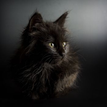 Cute black kitten on black background