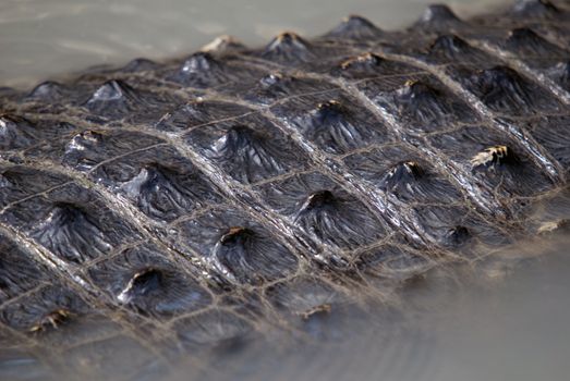 Close-up picture of the skin of a crocodile
