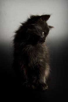 Cute black kitten on black background