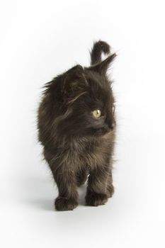 Black kitten on white background