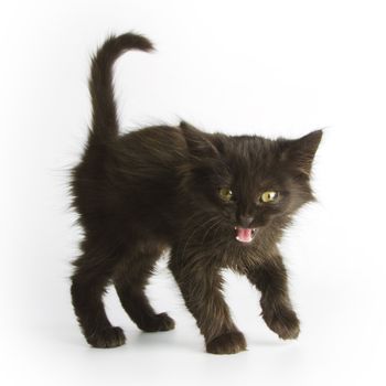 Black kitten on white background