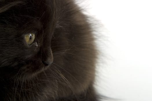 Black kitten on white background