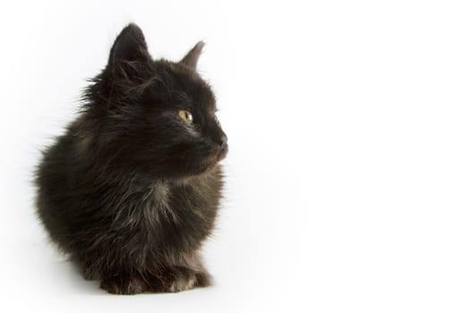 Black kitten on white background