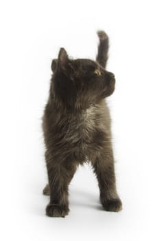 Black kitten on white background