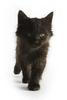 Black kitten on white background