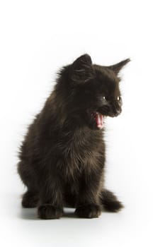 Black kitten on white background