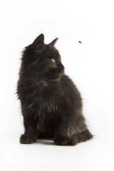 Black kitten on white background