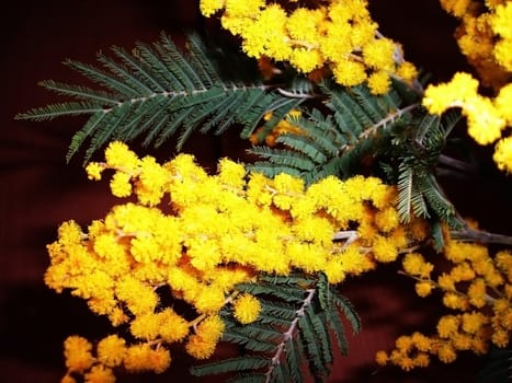 Mimosa; touch-me-not, yellow colour, freshness; gentile aroma;  scent; background; texture; vegetation; fauna;  bright flower; beauty, branch, sheet