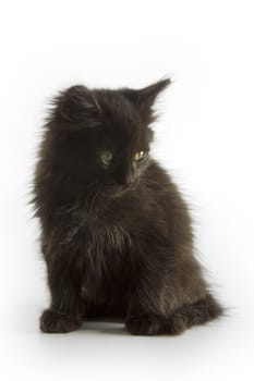 Black kitten on white background