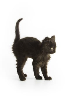 Black kitten on white background