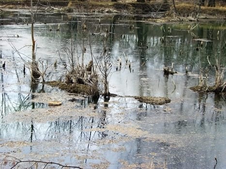 Lake, water, pond, marsh, reflection, tree, wood, duckweed, background, texture, type, nature, landscape, snags, dejection, autumn, tin plate herb, muffle; deaden, beauty