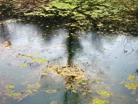 Lake, ripple on the water, pond, rain, dripped, reflection, duckweed, background, texture, type, nature, landscape, dejection, autumn, tin plate foliage, sheet, beauty, reflection