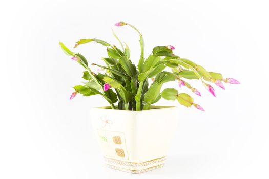 Potplant on white background