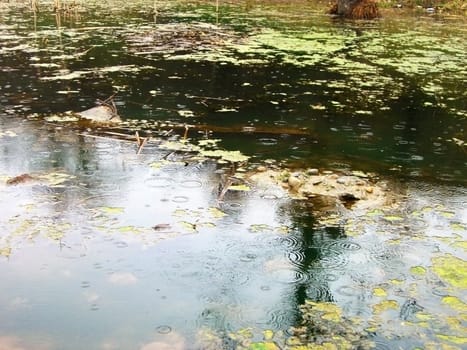 Lake, ripple on the water, pond, rain, dripped, reflection, duckweed, background, texture, type, nature, landscape, dejection, autumn, tin plate foliage, sheet, beauty, reflection