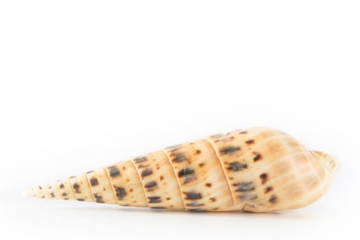 Shell on white background