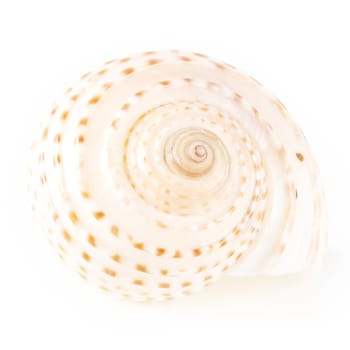 Shell on white background