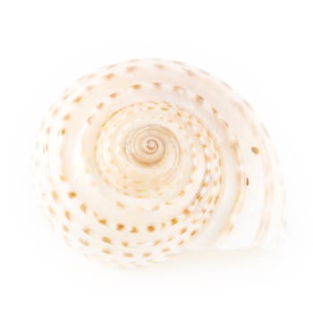 Shell on white background