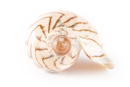 Shell on white background