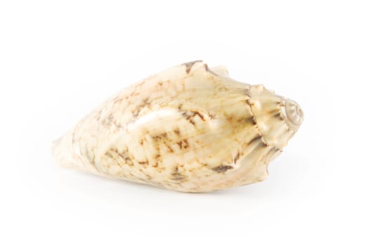 Shell on white background