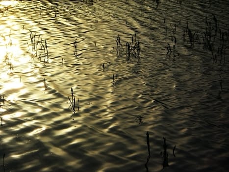 Lake, water, pond, river, sundown, glares, background, texture, type, nature, bright, beauty, colour, herb, water plants, abstraction