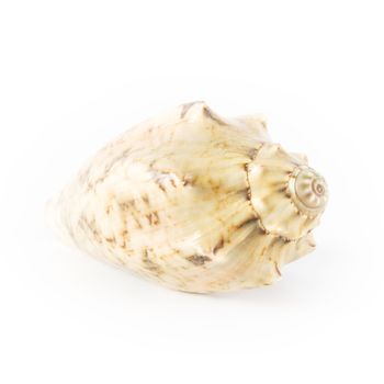 Shell on white background