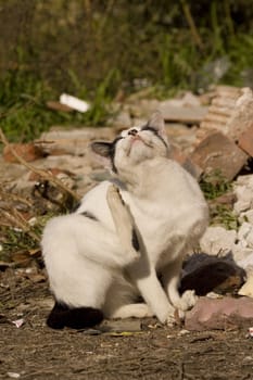 Dirty cat scraching herself