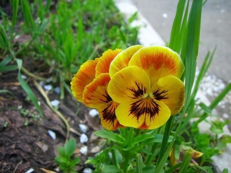 Flower, violet, background; texture; vegetation; yellow colour; verdure; herb; biology; type; bright, form, flowerbed, petal