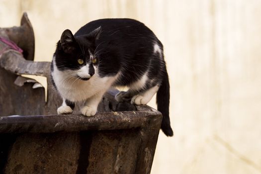 Cat on trash receptacle