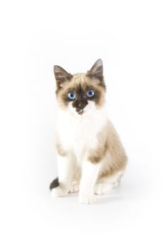 Cute cat on white background