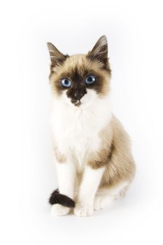 Cute cat on white background