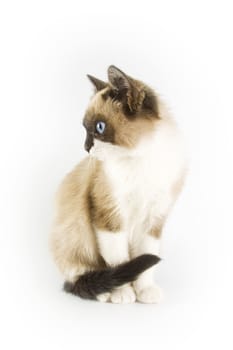 Cute cat on white background