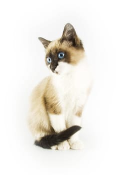 Cute cat on white background