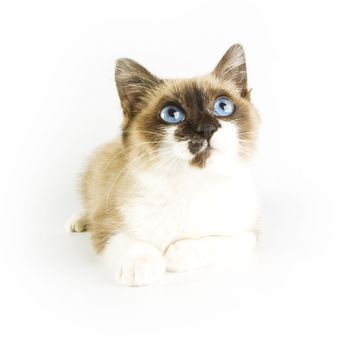 Cute cat on white background