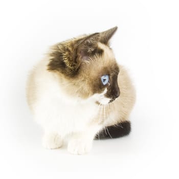 Cute cat on white background