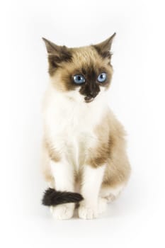 Cute cat on white background