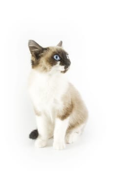 Cute cat on white background