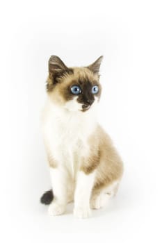 Cute cat on white background