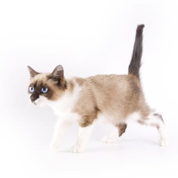 Cute cat on white background