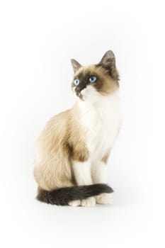 Cute cat on white background