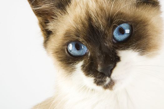 Cute cat on white background