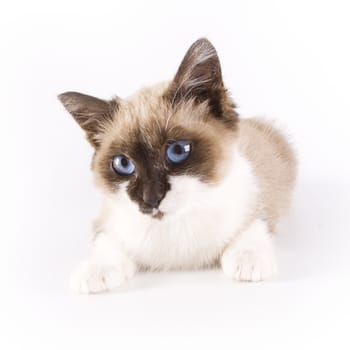 Cute cat on white background