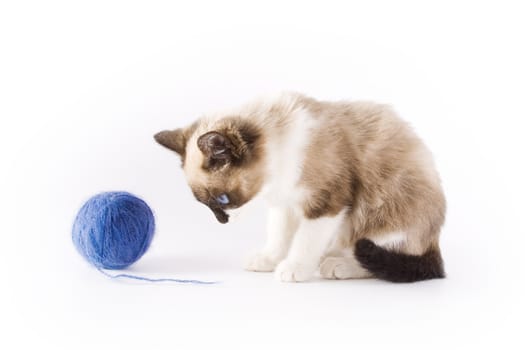 Cute cat and a blue wool ball 