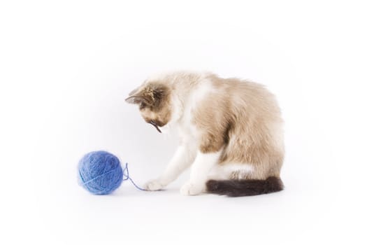 Cute cat and a blue wool ball 