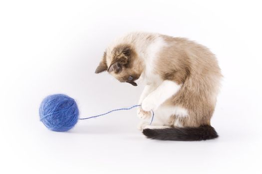 Cute cat and a blue wool ball 